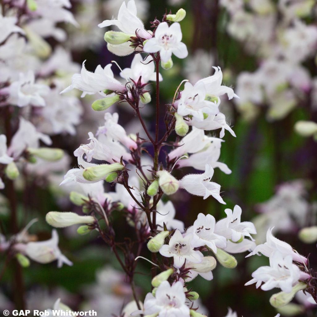 Penstemon digitalis Husker Red - Lengua de barba