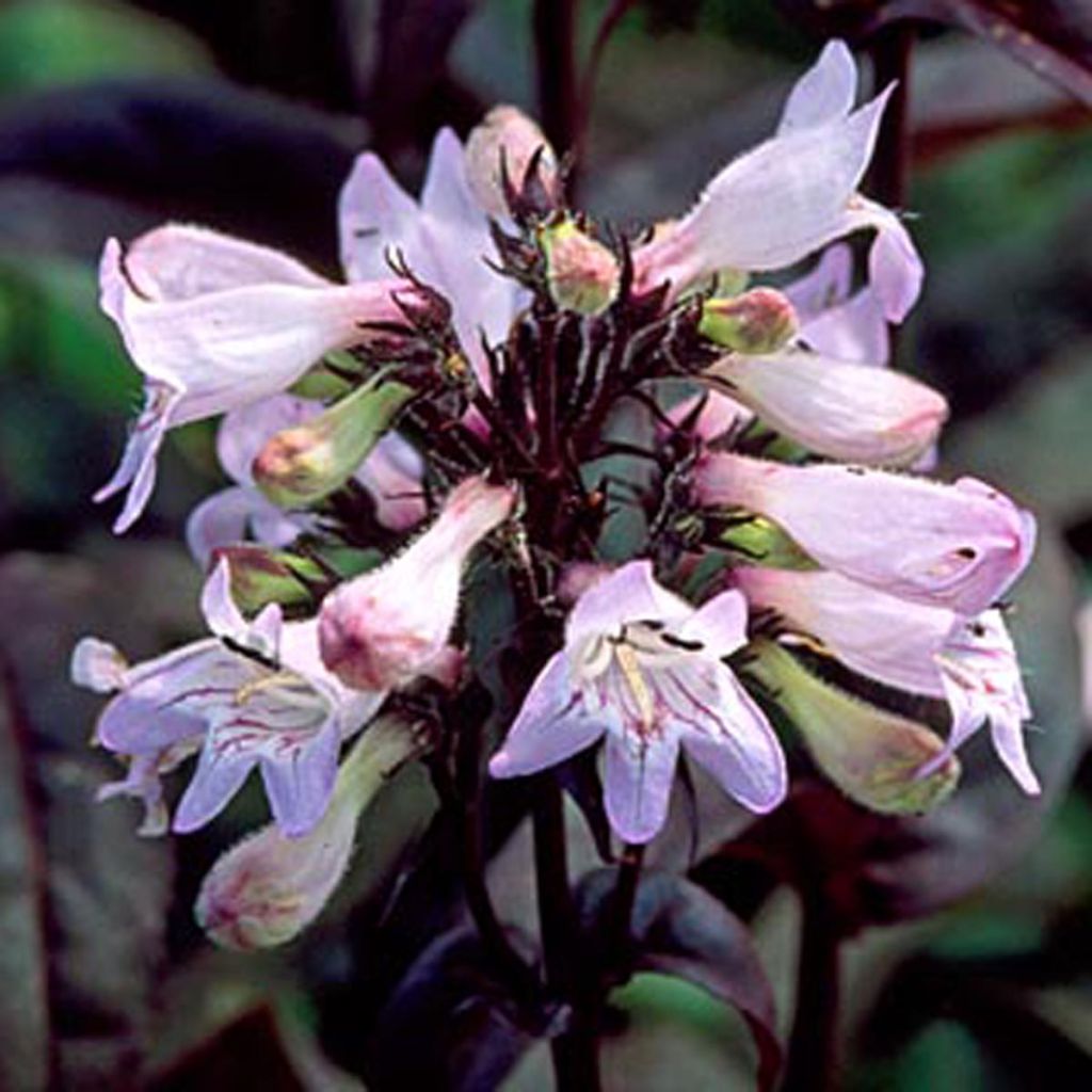 Penstemon digitalis Husker Red - Lengua de barba