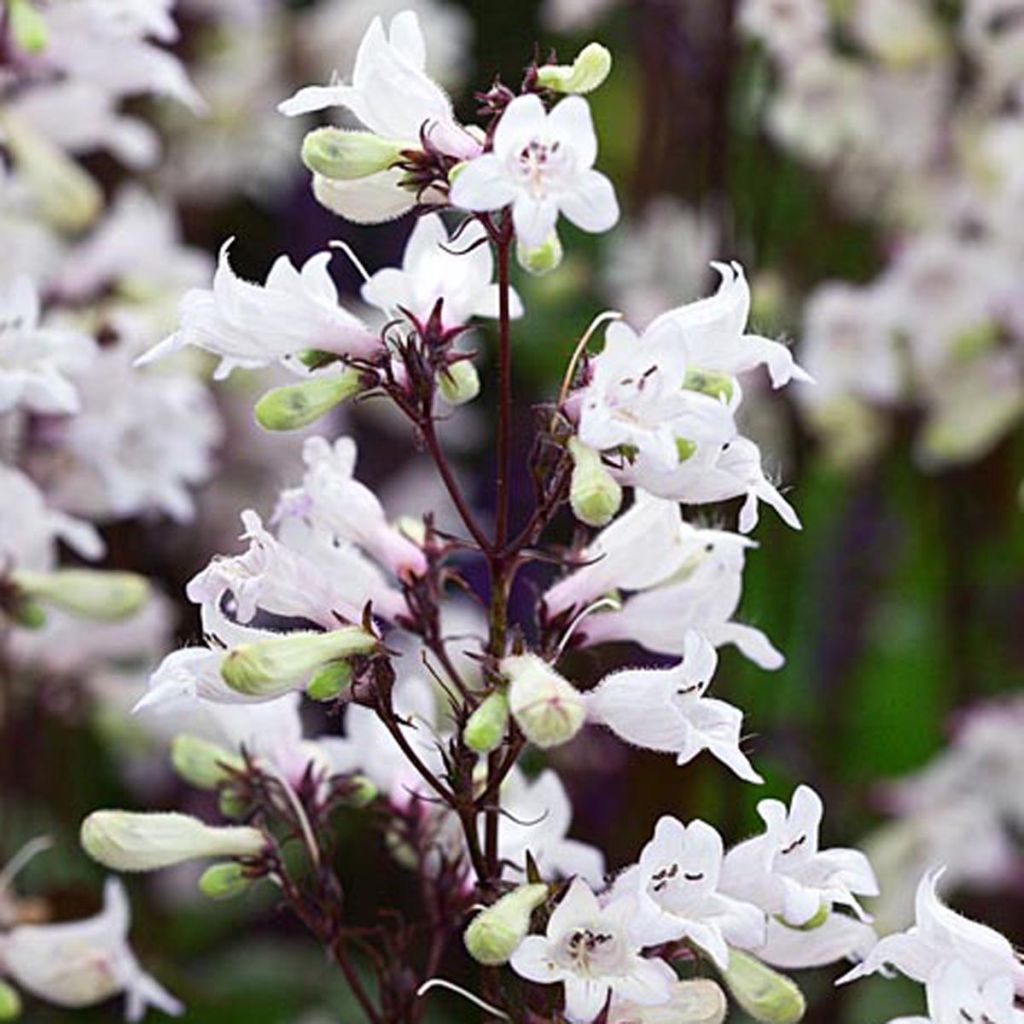 Penstemon digitalis Husker Red - Lengua de barba