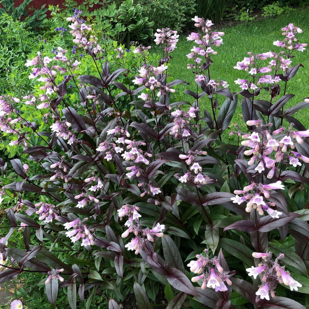 Penstemon digitalis Dark Towers - Lengua de barba