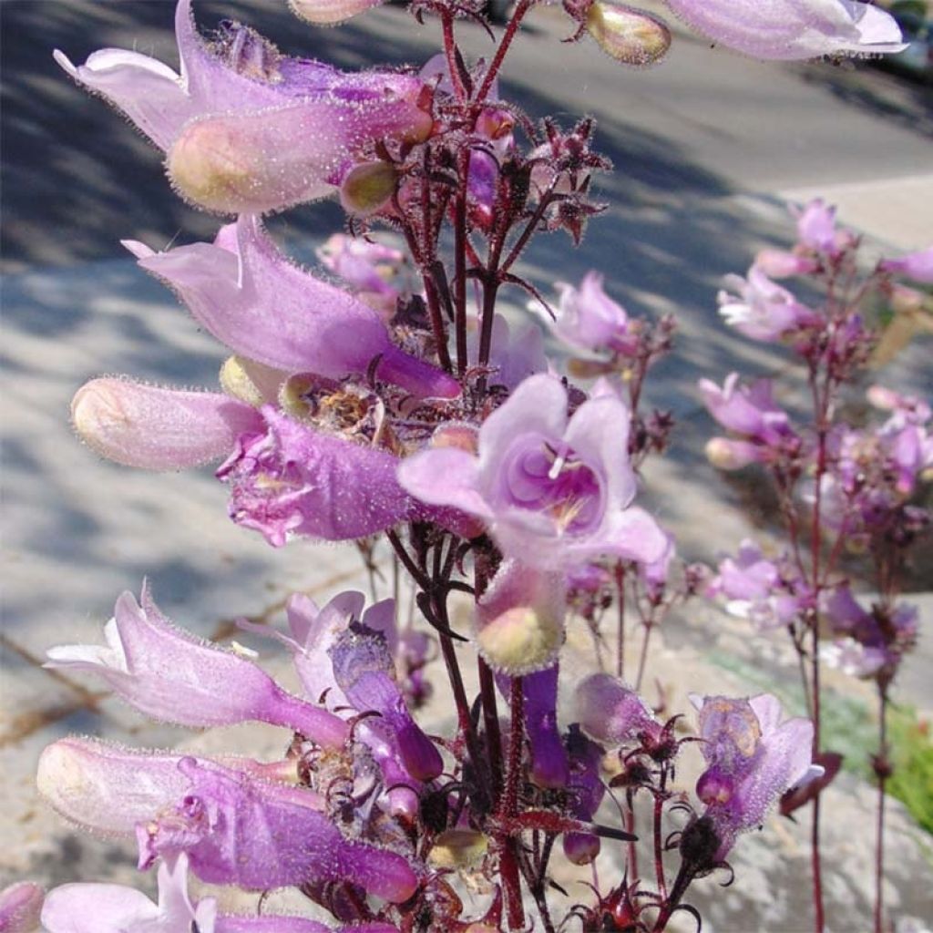 Penstemon digitalis Dark Towers - Lengua de barba