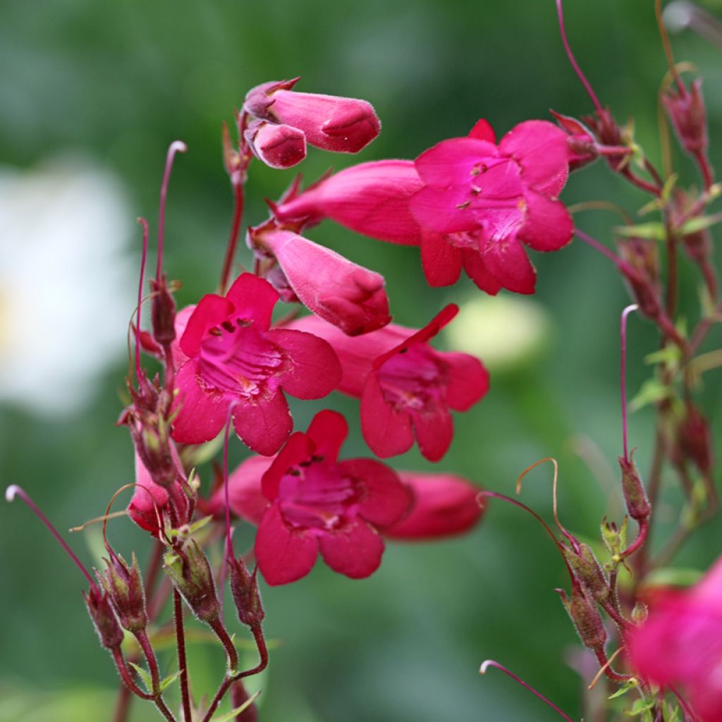 Penstemon Garnet