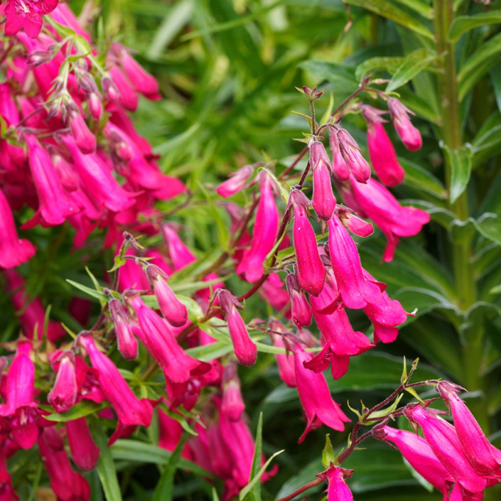 Penstemon Garnet