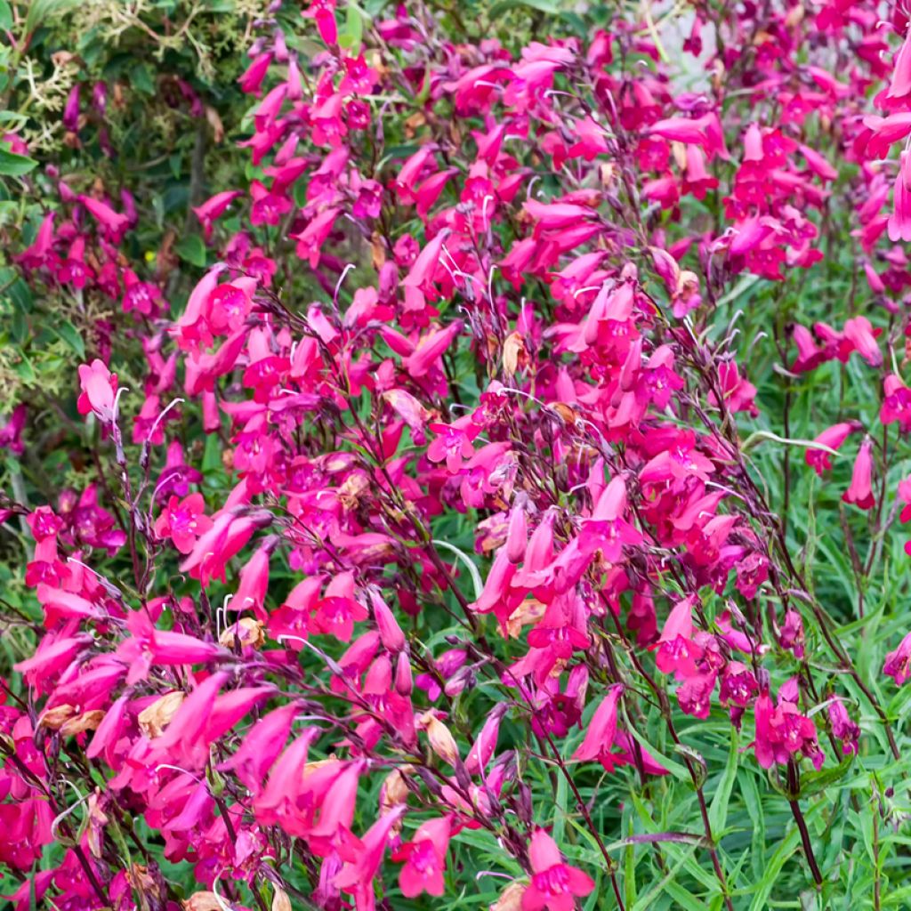 Penstemon Garnet