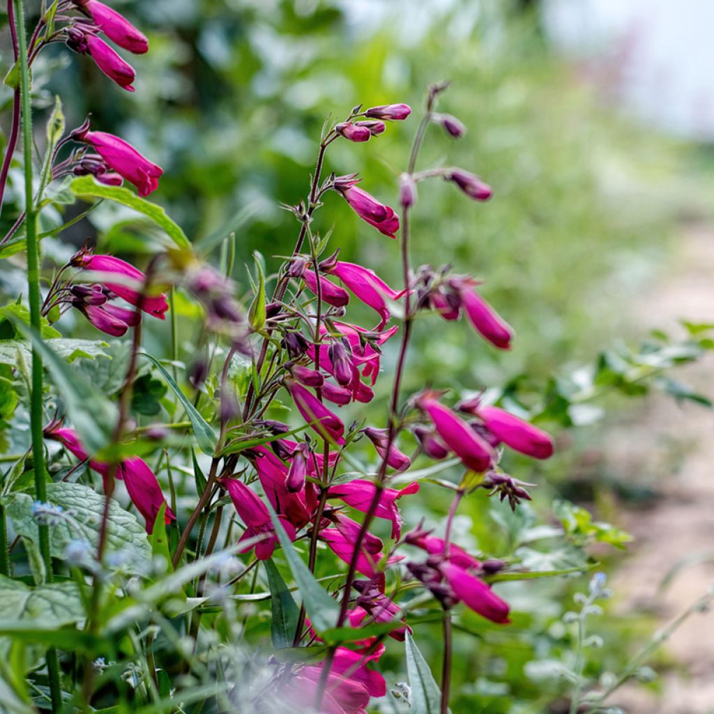 Penstemon Garnet