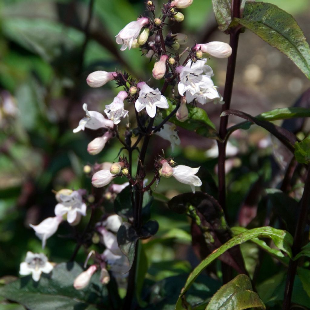 Penstemon digitalis Husker Red - Lengua de barba