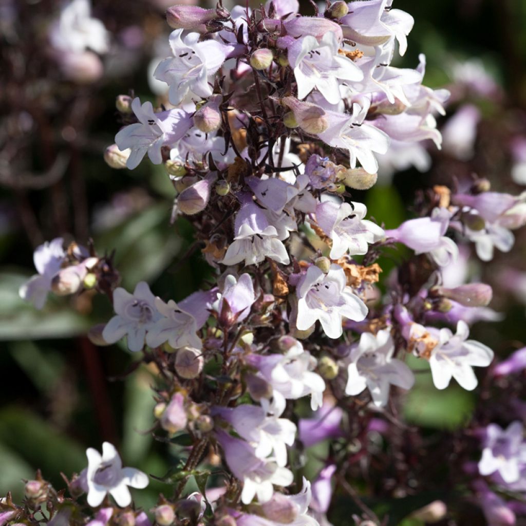 Penstemon digitalis Husker Red - Lengua de barba