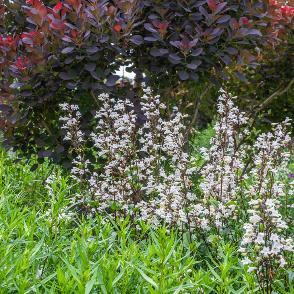 Penstemon digitalis Husker Red - Lengua de barba