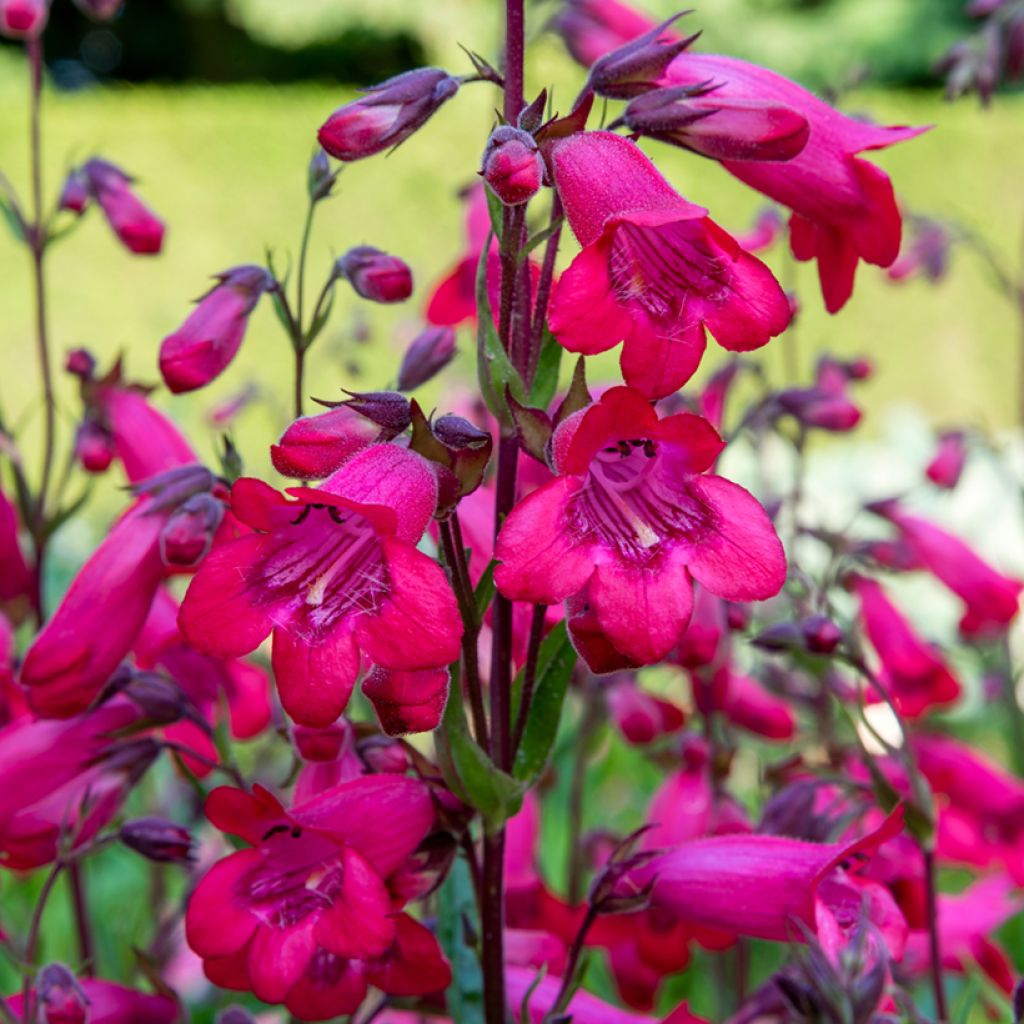 Penstemon Schoenholzeri