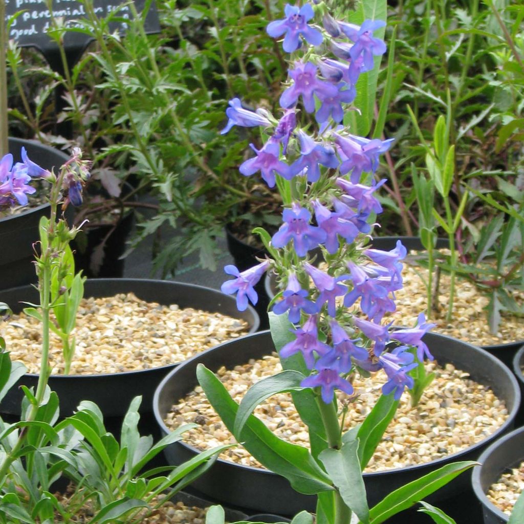 Penstemon mensarum