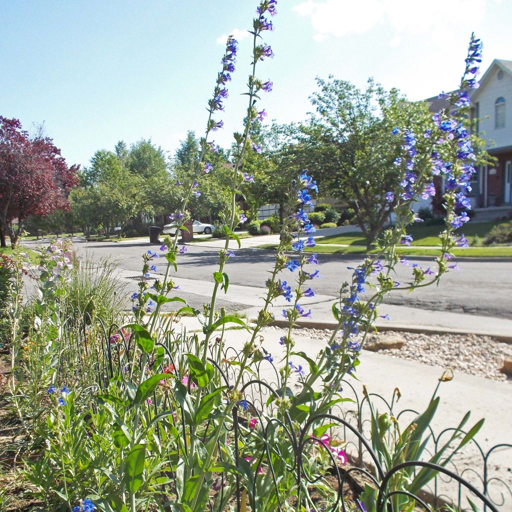 Penstemon mensarum