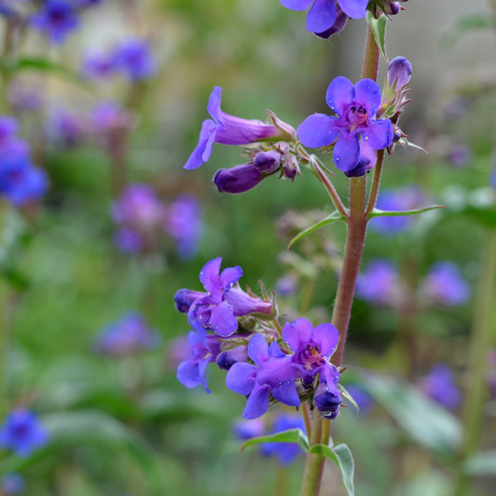 Penstemon mensarum