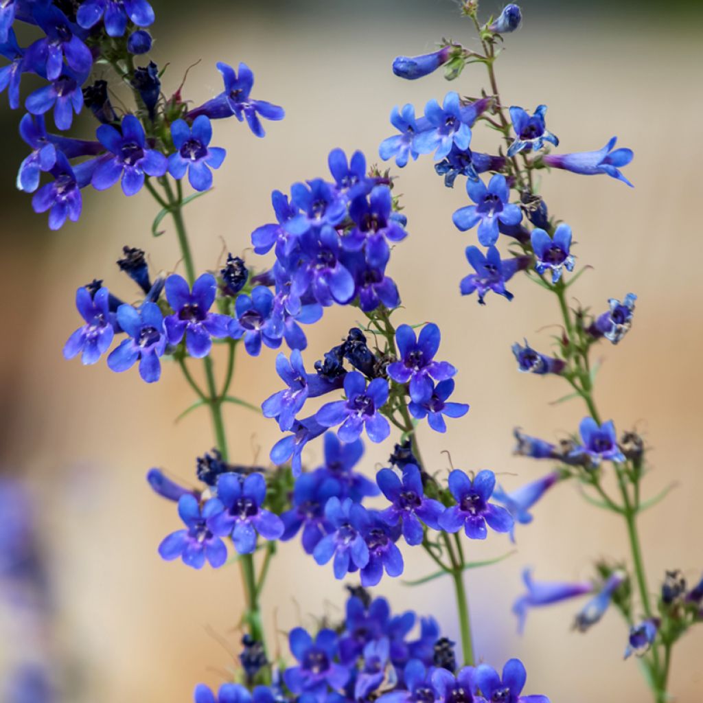 Penstemon mensarum