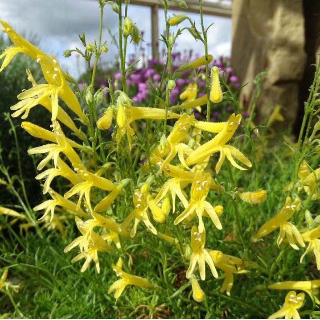 Penstemon pinifolius Mersea Yellow - Galane à feuilles de pin