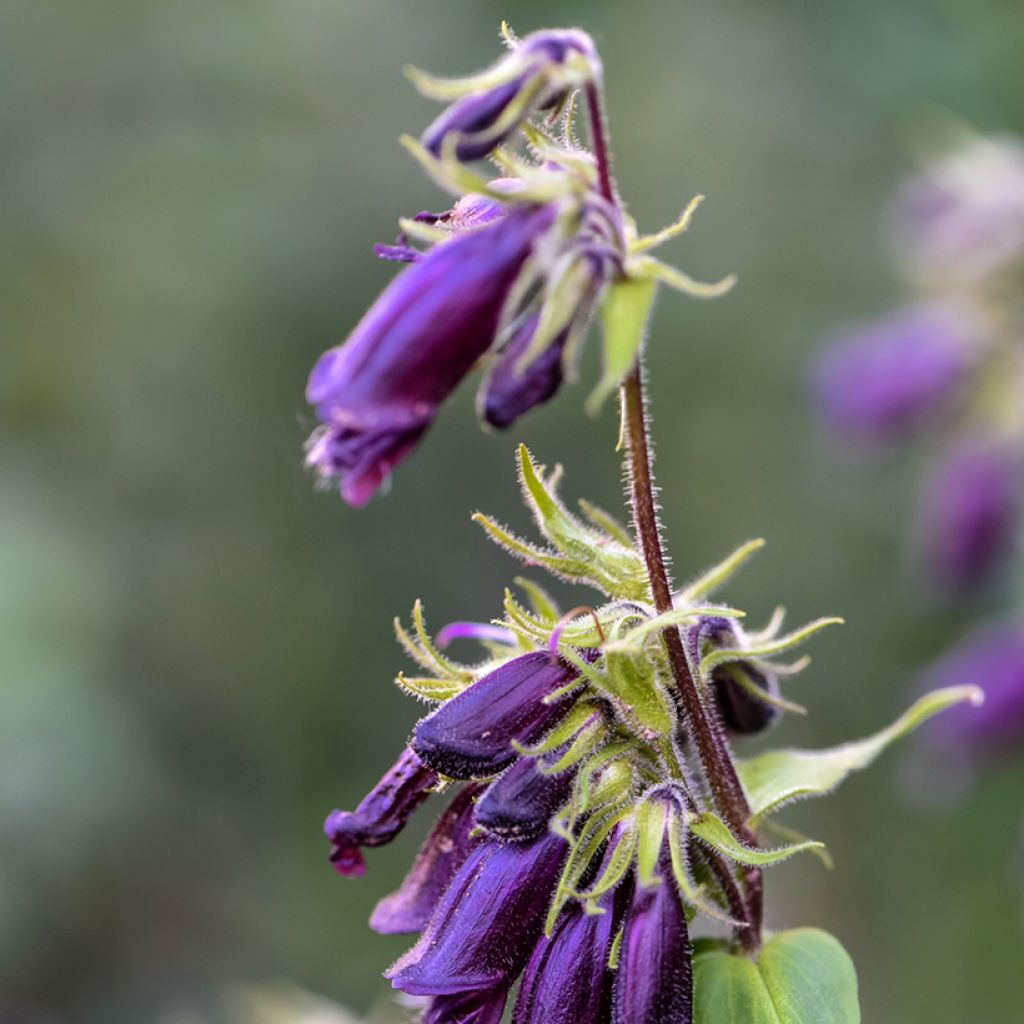 Penstemon strictus - Penstemon de las montañas rocosas