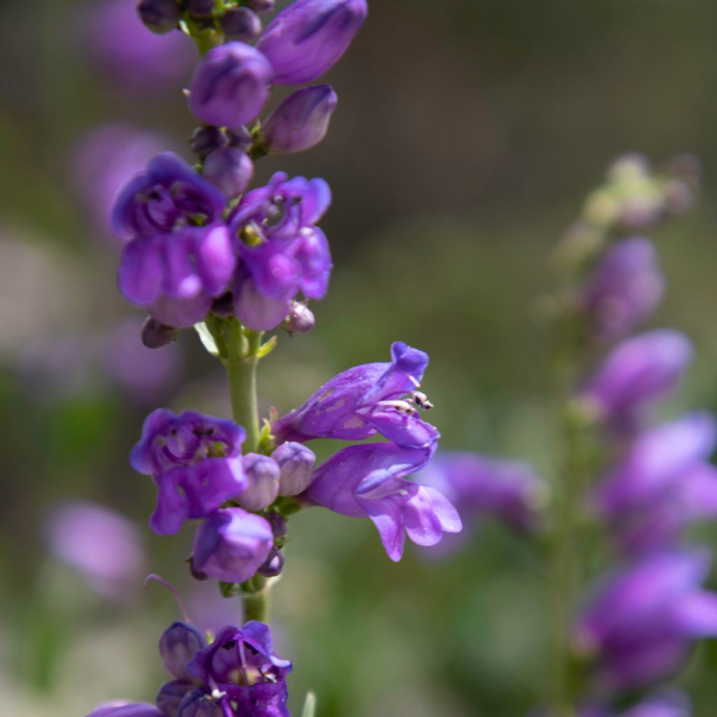 Penstemon strictus - Penstemon de las montañas rocosas