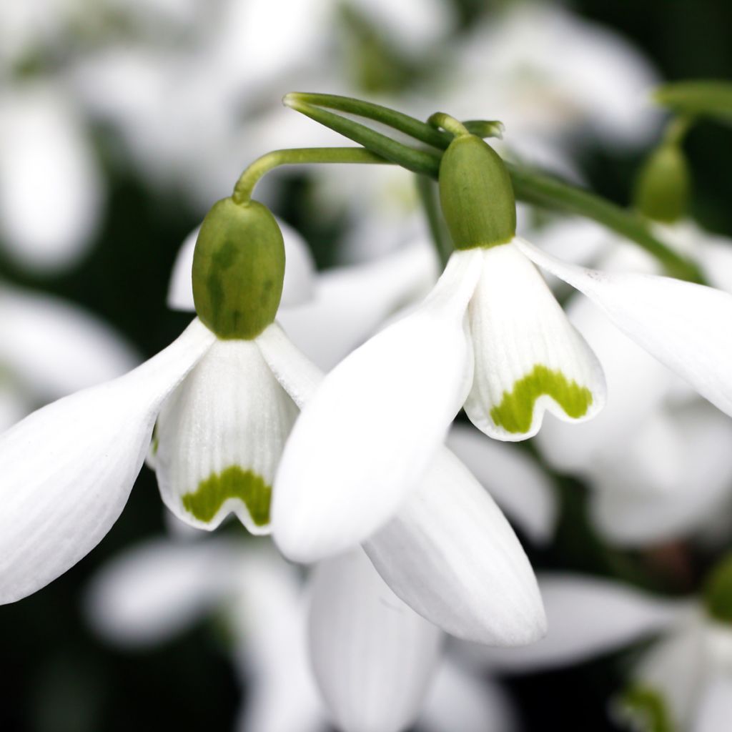 Perce-neige - Galanthus nivalis S. Arnott