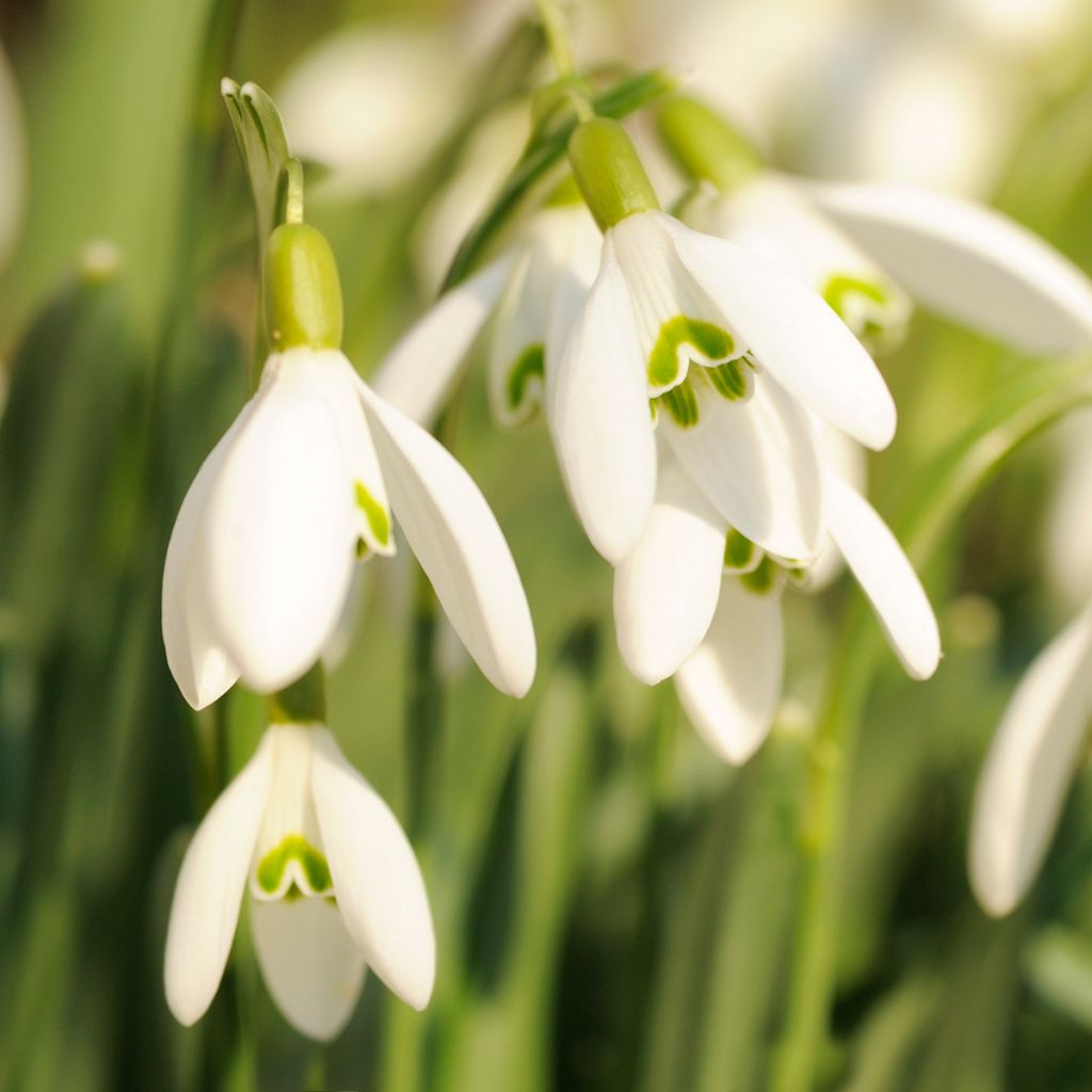 Perce-neige - Galanthus nivalis