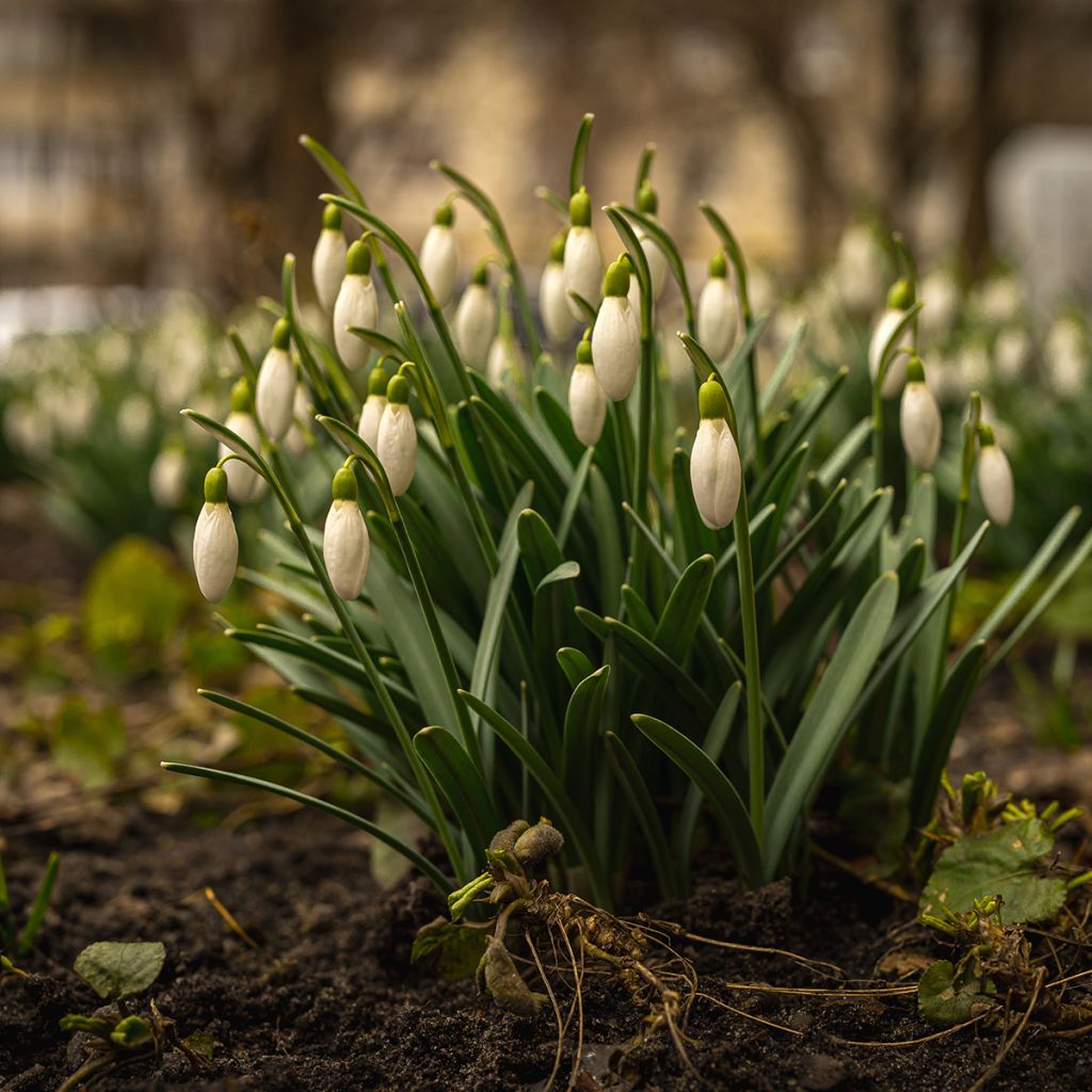 Perce-neige - Galanthus nivalis