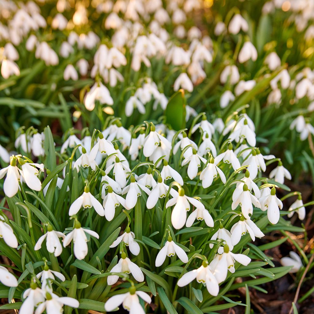 Perce-neige - Galanthus woronowii