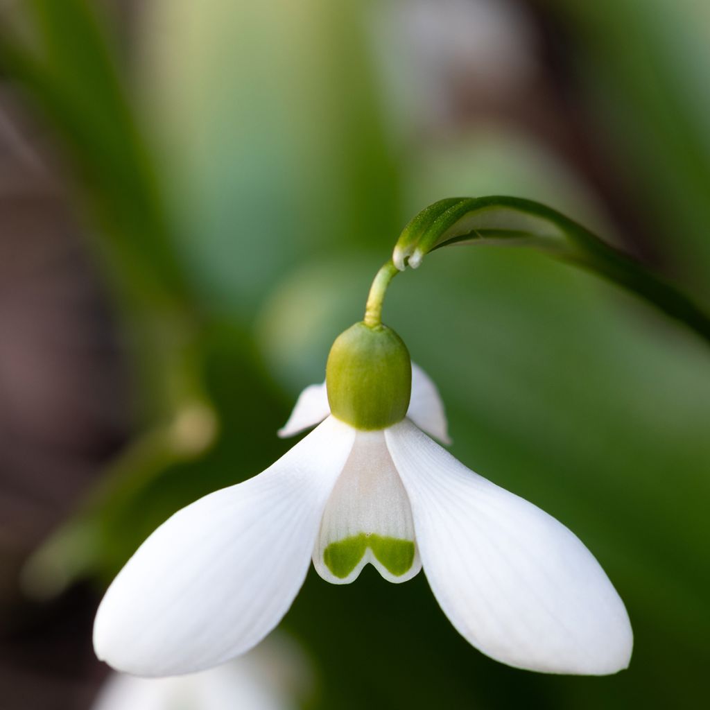 Perce-neige - Galanthus woronowii