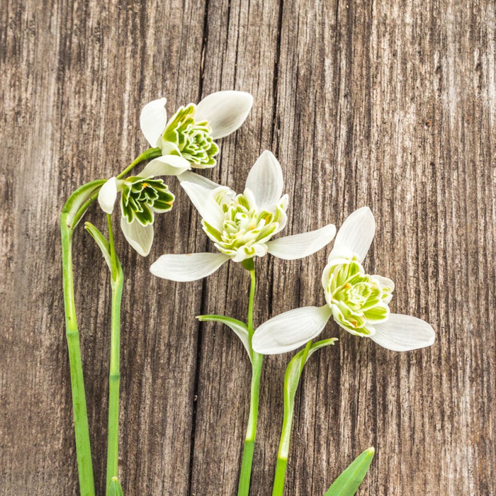 Perce-neige double - Galanthus Hippolyta