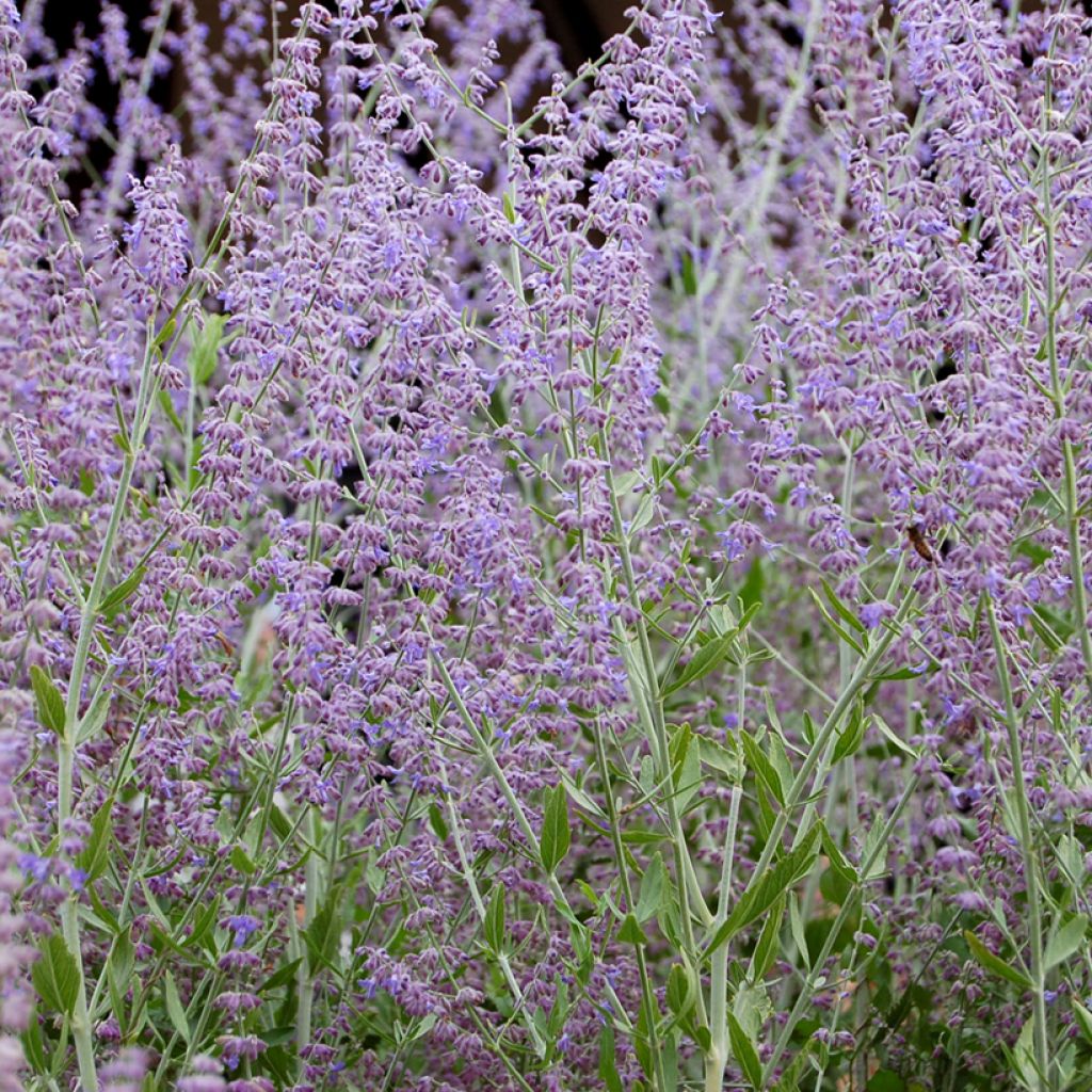 Salvia rusa Silvery Blue - Perovskia atriplicifolia