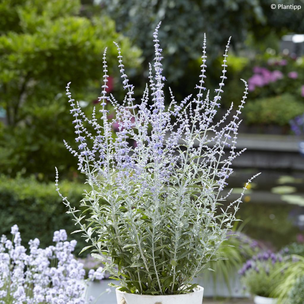 Salvia rusa Silvery Blue - Perovskia atriplicifolia