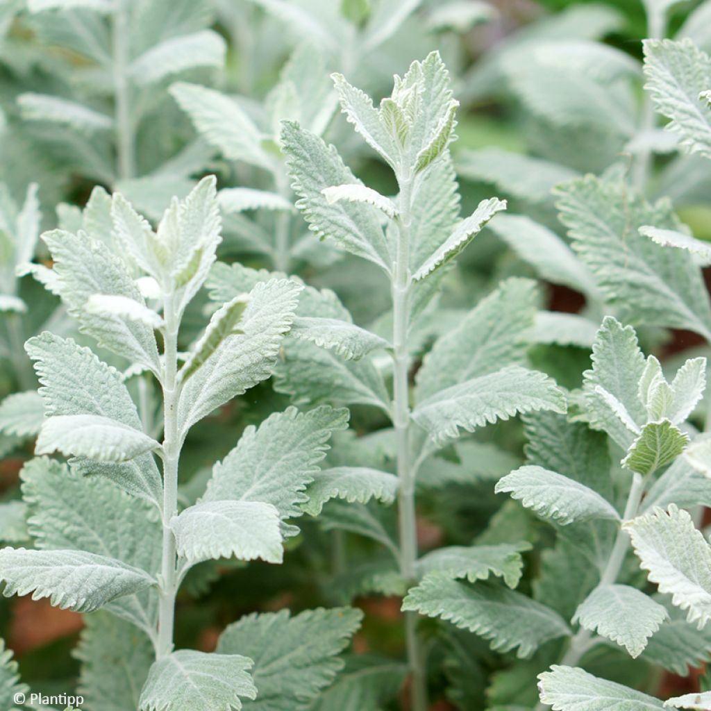 Salvia rusa Silvery Blue - Perovskia atriplicifolia