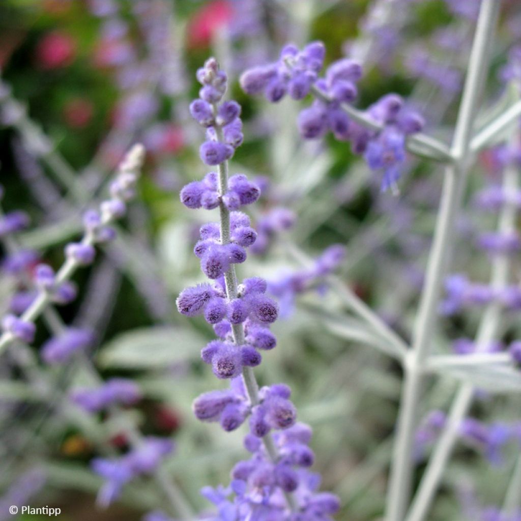 Salvia rusa Silvery Blue - Perovskia atriplicifolia