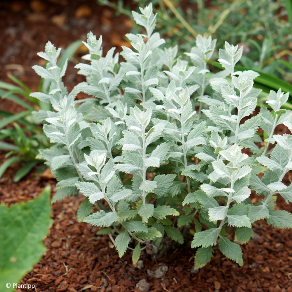 Salvia rusa Silvery Blue - Perovskia atriplicifolia