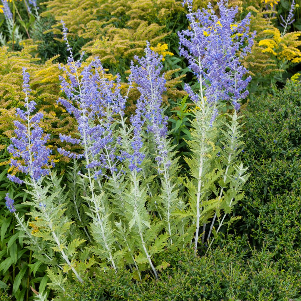 Salvia rusa Blue Spire - Perovskia atriplicifolia