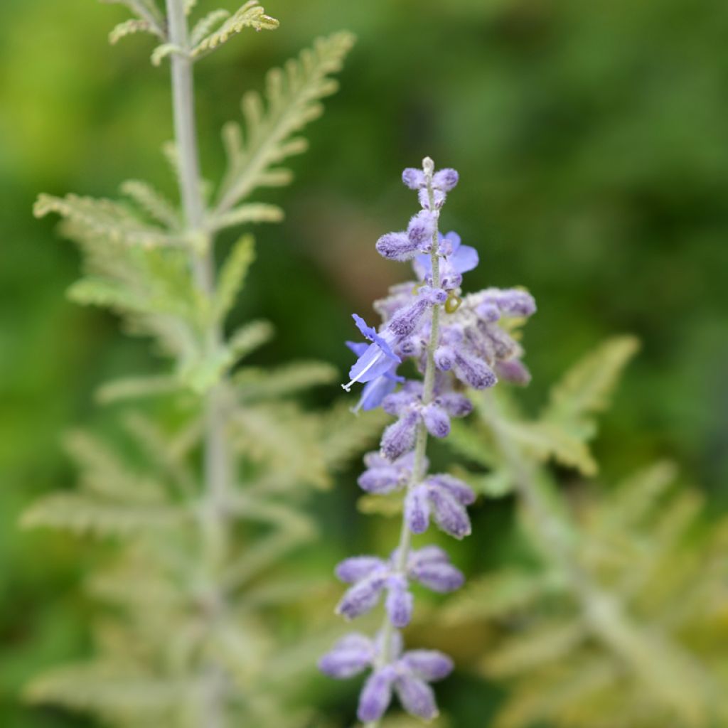 Salvia rusa Blue Spire - Perovskia atriplicifolia