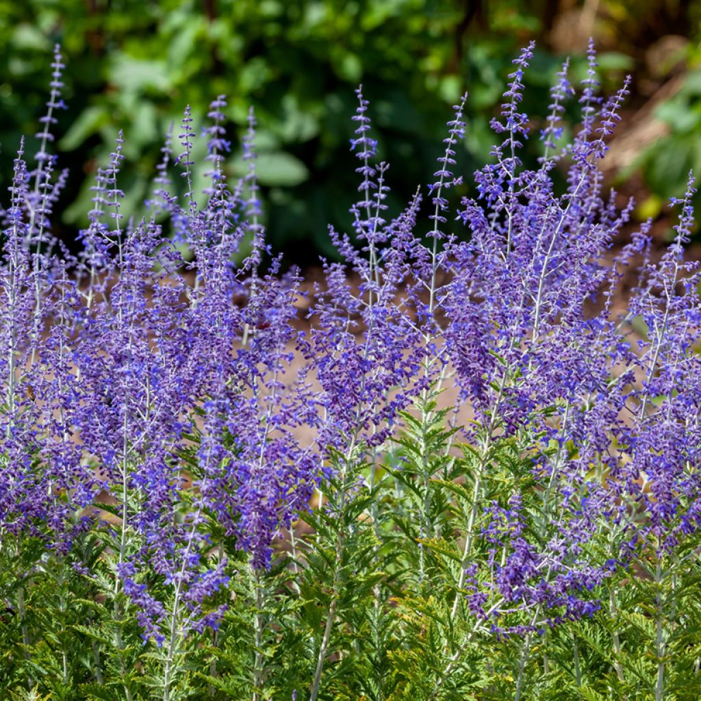 Salvia rusa Blue Spire - Perovskia atriplicifolia