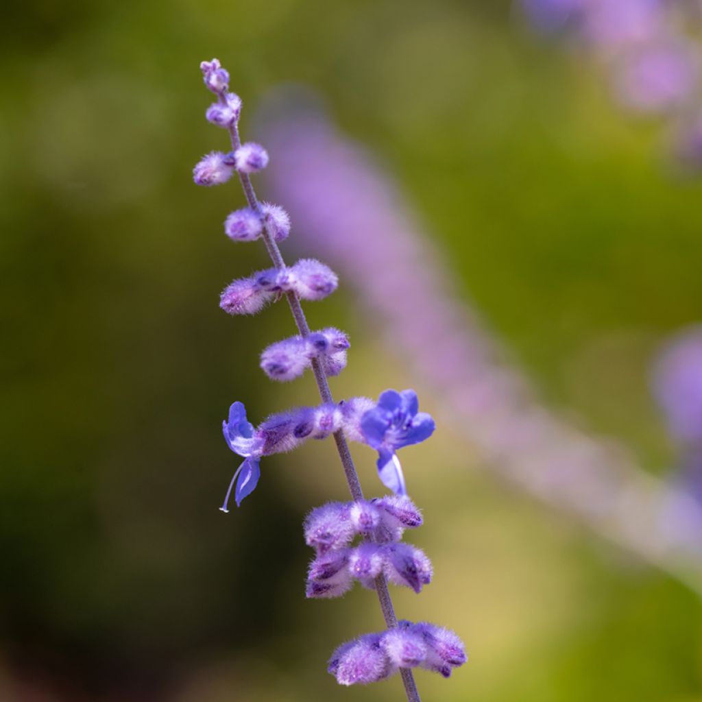 Salvia rusa Blue Spire - Perovskia atriplicifolia