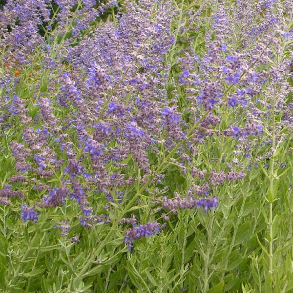 Salvia rusa Little Spire - Perovskia atriplicifolia