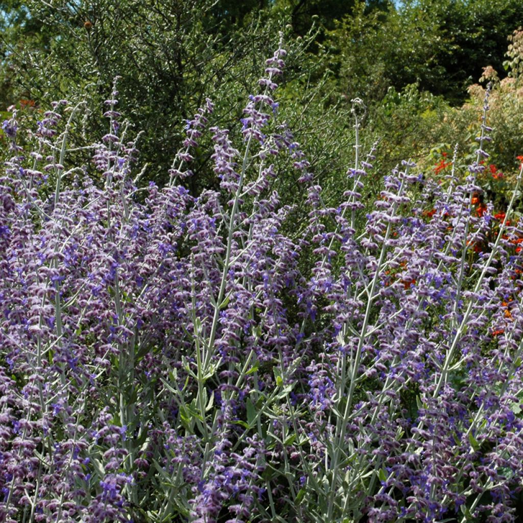 Salvia rusa Little Spire - Perovskia atriplicifolia