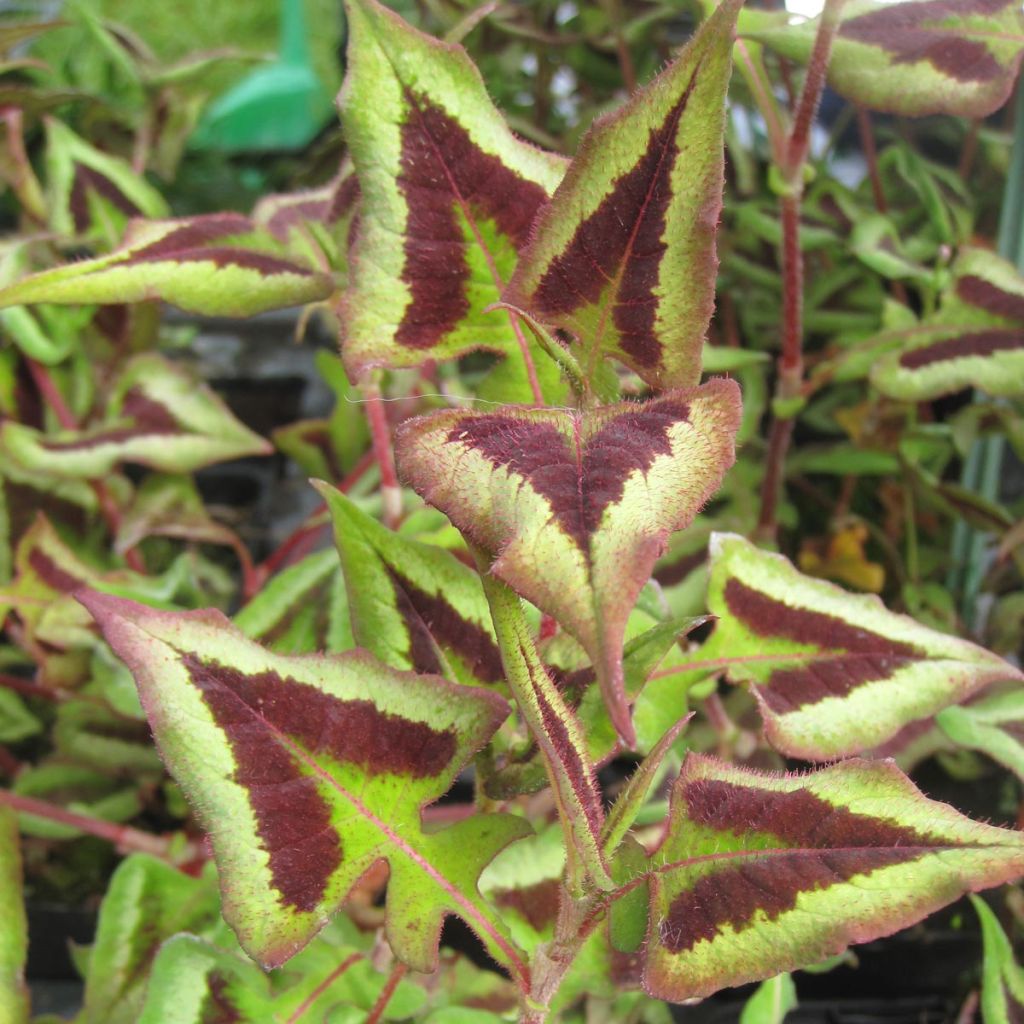 Persicaria runcinata Purple Fantasy