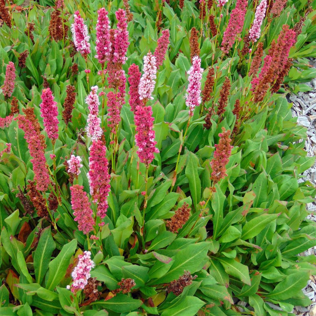 Renouée - Persicaria affinis Kabouter