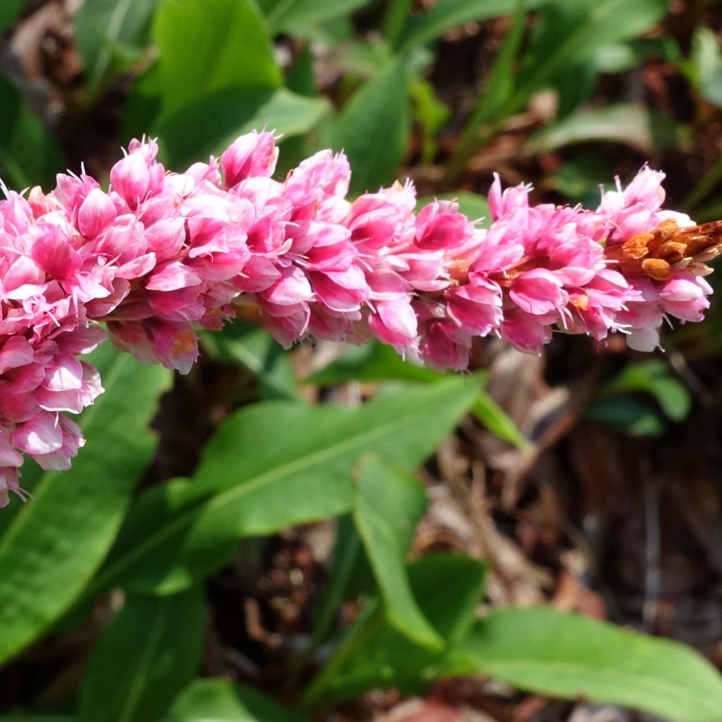 Persicaria affinis Superba - Renouée, Persicaire Superbum