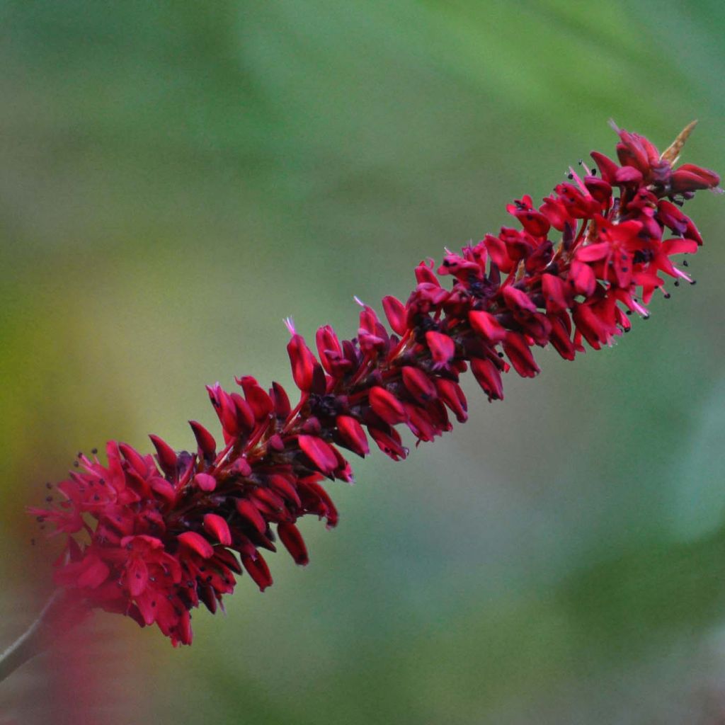 Persicaria amplexicaulis Fat Domino