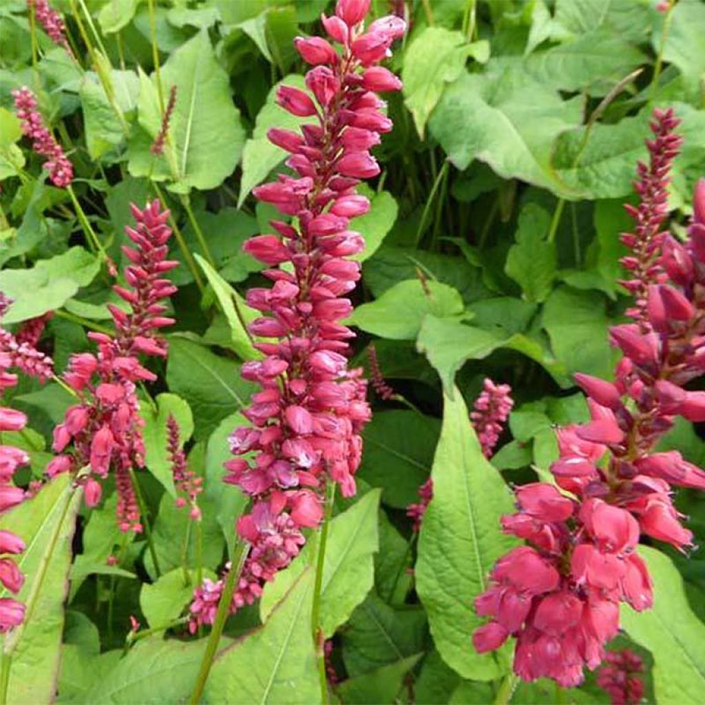 Renouée - Persicaria amplexicaulis JS Caliente