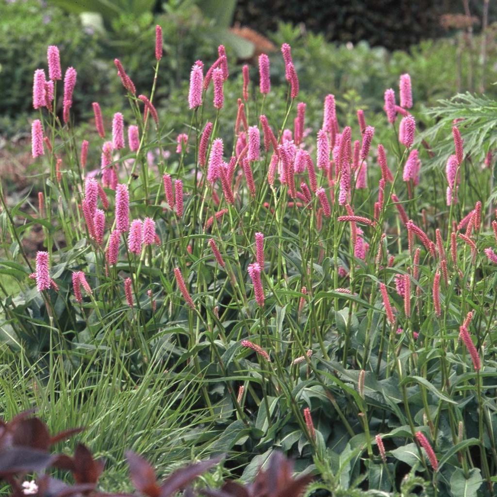 Persicaria bistorta Hohe Tatra