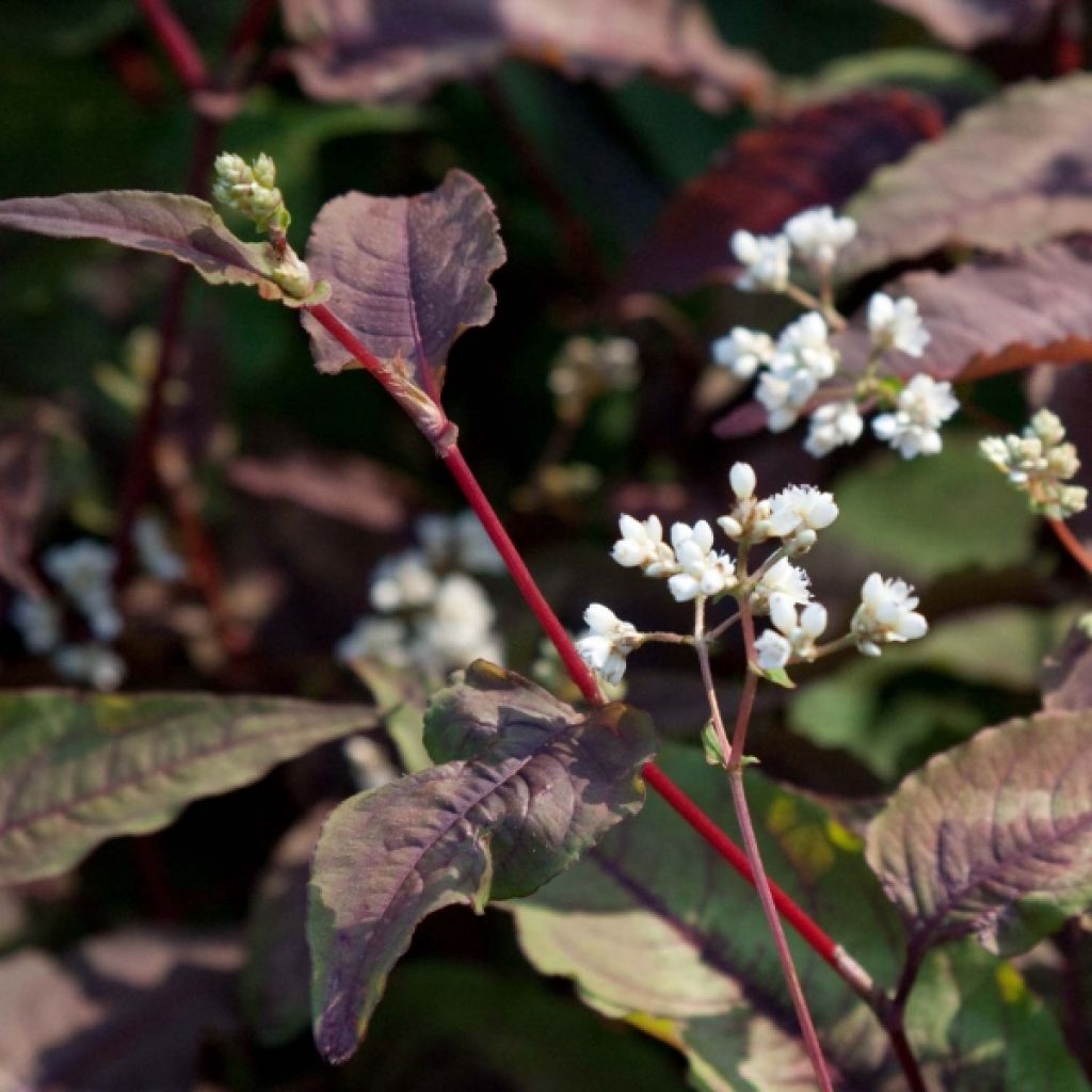 Persicaria microcephala Red Dragon