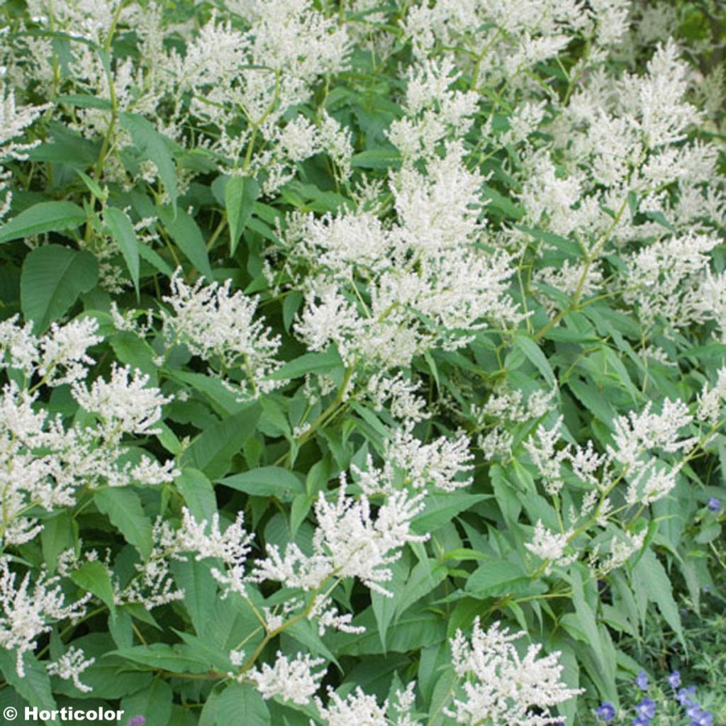 Persicaria weyrichii