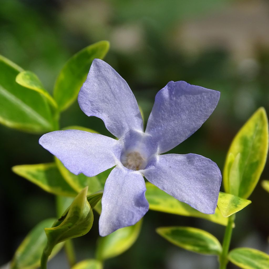 Vinca minor Ralph Shugert