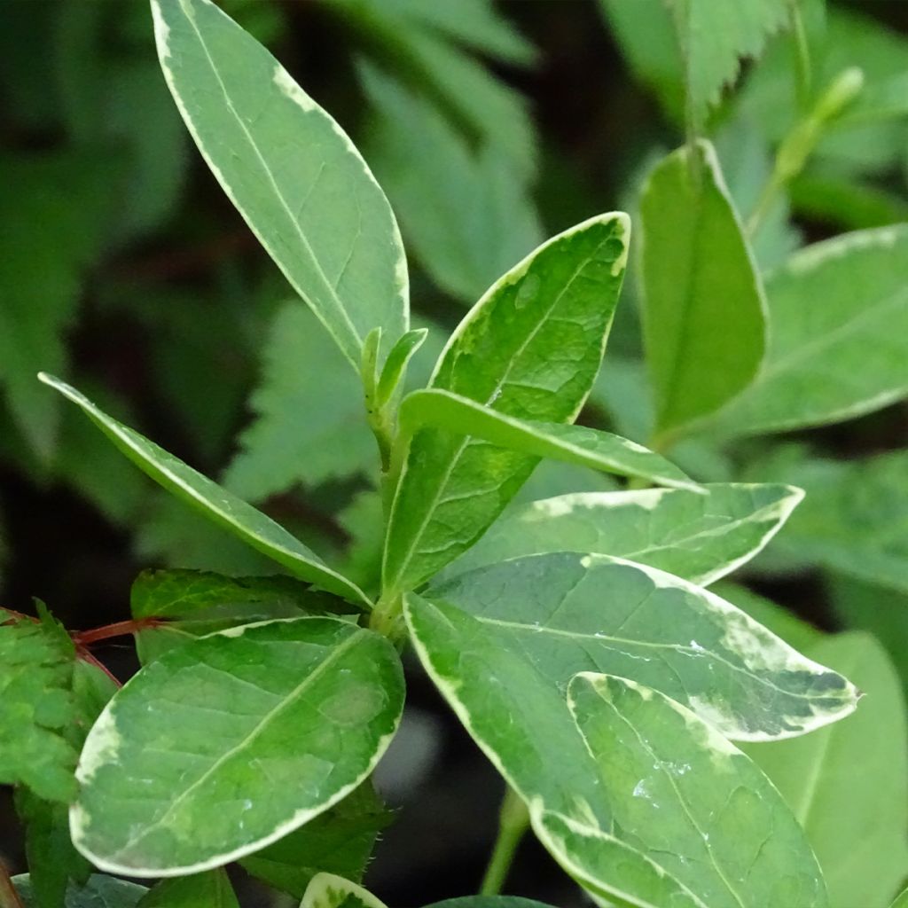 Vinca minor Ralph Shugert