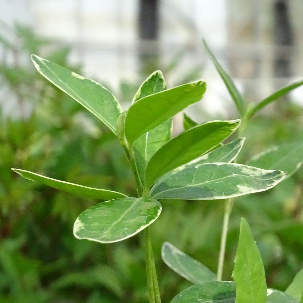 Vinca minor Ralph Shugert