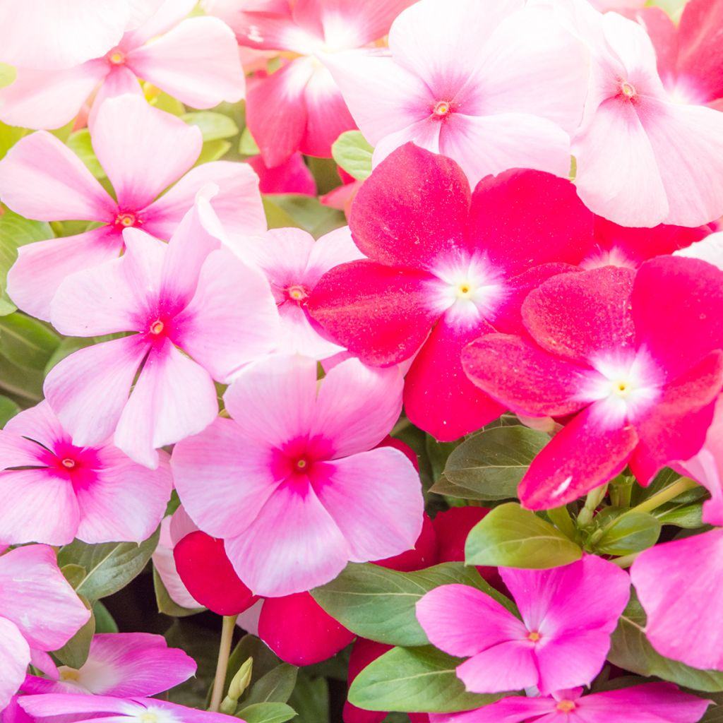 Pervenche de Madagascar Mediterranean XP mélange - Catharanthus roseus