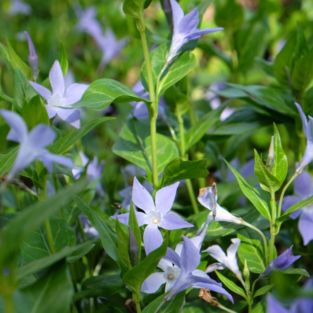 Vinca difformis - Alcandorea